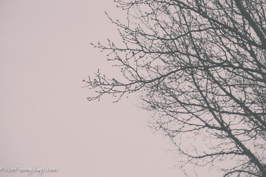 buds against gray skies