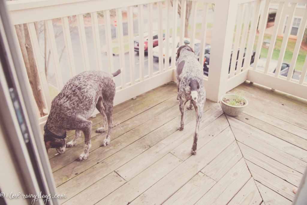 dogs on balcony